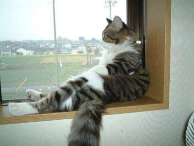 Котка до прозорец