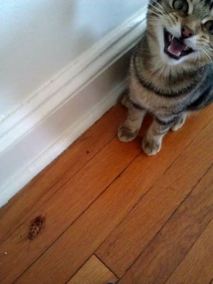 Котка и хлебарка