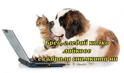 Доволни хейтъри