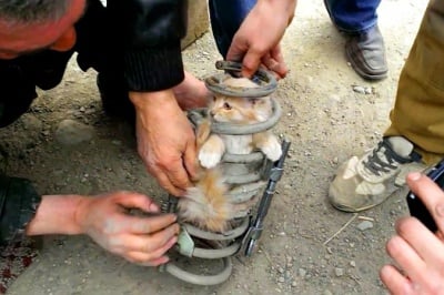 Котка оцелява в амортисьор на автомобил, шофиран със 130 км в час