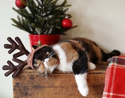 Котка по Коледа