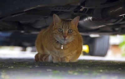 Котка предотвратява смъртта на стопанина си, като ляга под колата му