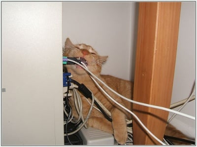 Котка яде кабели