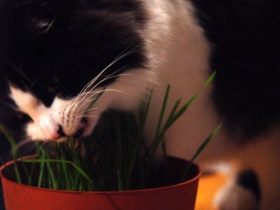 Котка яде трева