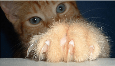 Котка си показва ноктите