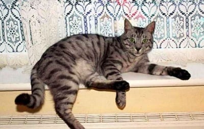 Котка спасява живота на стопаните си по време на пожар в дома им