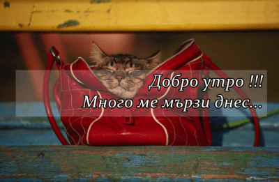 Неделен мързеланко