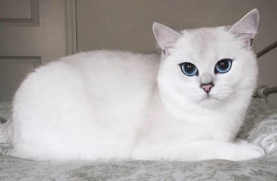 Котка със зашеметяващо красиви очи предизвика сензация в интернет