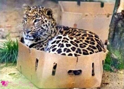 Котката си е котка ... дори и в Африка