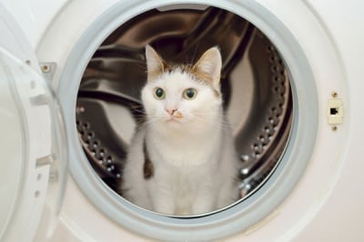 Котка в пералня