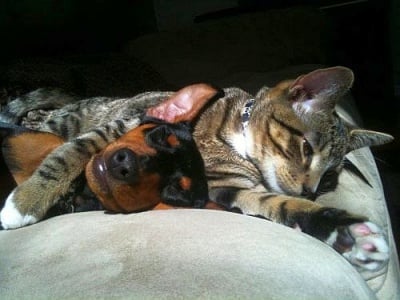 Котка започва да се грижи по удивителен начин за куче, когато то се разболява тежко