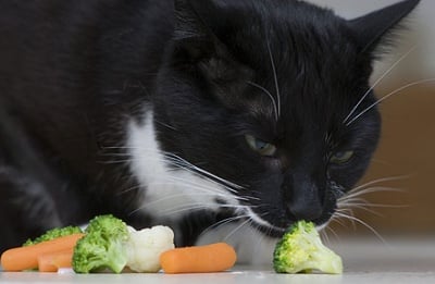 Котката и вегетарианската храна