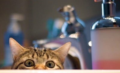 Котки, които си мислят, че са се скрили добре