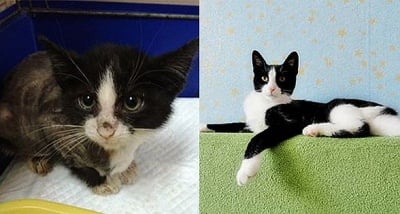 Котки преди и след приюта, или на какво е способна любовта?