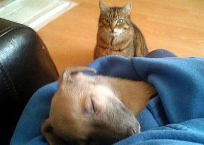 Уникални котки с характер (снимки)