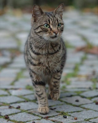 Домашни котки - убийци ?!