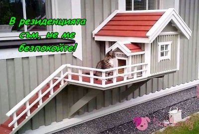 Котките са истински ценители на комфорта