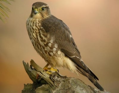 Саудитски принцове се опитали да изнесат редки видове соколи от Русия