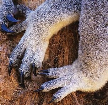 Крака на коала