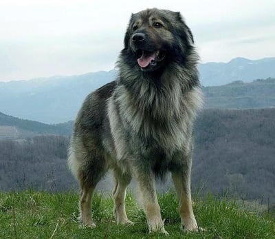 Крашки овчар