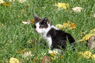 Разтърсващата история на Краси - котето с несломим дух, което чака своето семейство