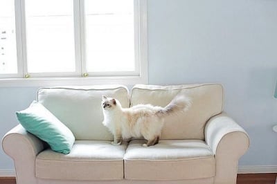 Бяла красота