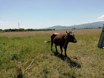 Щастлива развръзка за кравата Пенка Тя ще живее и ще я върнат на собственика й
