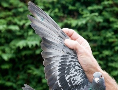 Крило на гълъб