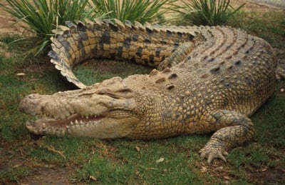 Крокодилът е опасен за кучето