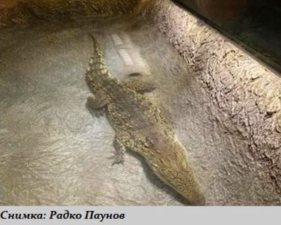 Най - големият и опасен крокодил в света ще можем да виждаме на живо в Пловдив