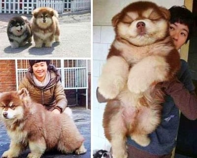 Кръстоска между Чау Чау и Хъски