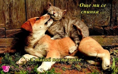 Ранобудник и сънливка