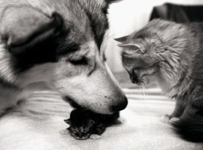 Безплатна доброта