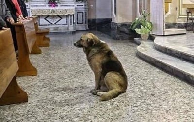 Куче ходи на църква всеки ден в очакване на починалия си стопанин