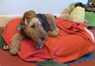 Братя по любов