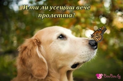 Ухание на пролет