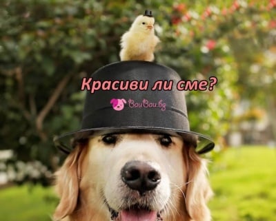 Джентълмени