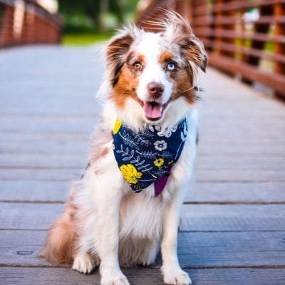 С кучето си сте на гости за празниците?! Какво трябва да имате предвид?