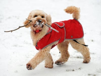 Винаги готова за игра