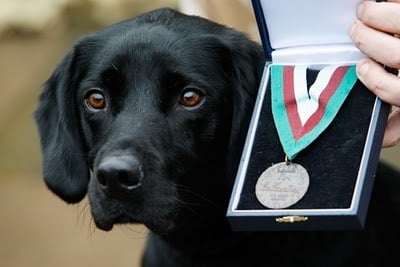 Куче печели медал