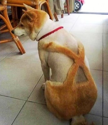 Куче, подстригано като гащеризон