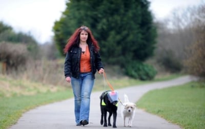 Куче помага на сляпо куче