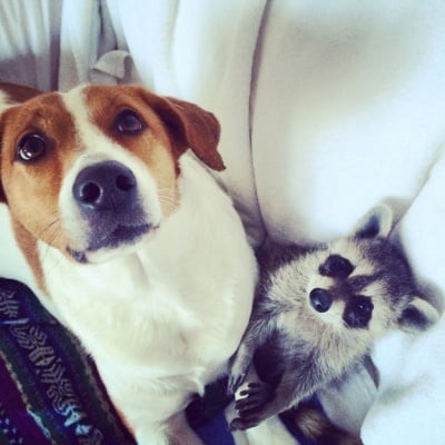 Куче приятел с енот