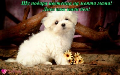 Честит имен ден!