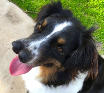 Куче с двойно носле, което никой не иска, вече се радва на новия си стопанин