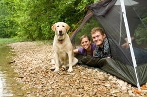 Куче с хора на палатка