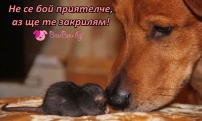 Верен приятел