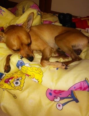 Лека нощ от Чарли и Спондж Боб