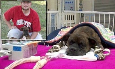 Куче се бори за живота си, след като се опита да спаси стопанина си от пожар