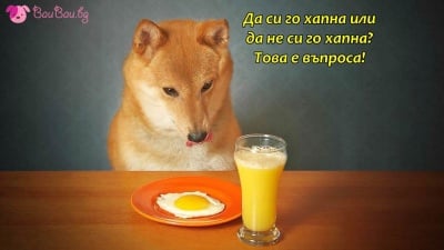 Кучешка дилема